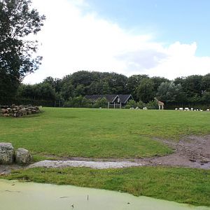 Aalborg Zoo - African Village (Savannah)
