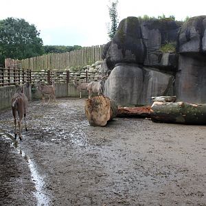 Aalborg Zoo - African Village (Savannah House)