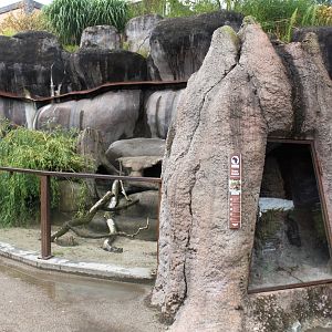 Aalborg Zoo - African Village (Dwarf mongoose)