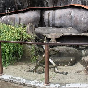 Aalborg Zoo - African Village (Dwarf mongoose)