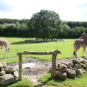 Aalborg Zoo - Savannah