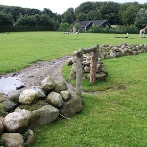 Aalborg Zoo - Savannah