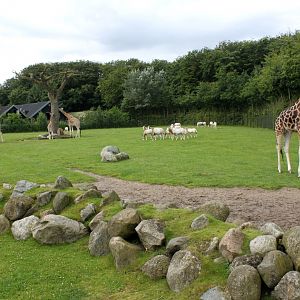 Aalborg Zoo - Savannah