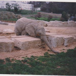 Windsor elephant c.1992