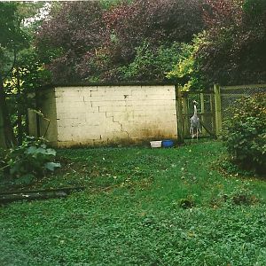 Sarus Crane paddock 23rd October 1999