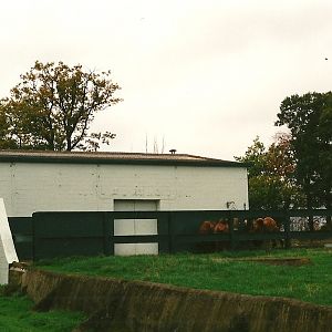 Later 1960s Elephant House and paddock 23rd October 1999