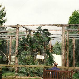 Lar Gibbon cage 23rd October 1999