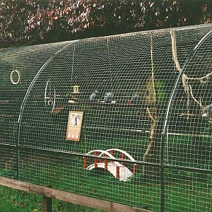 Aviary for African Grey Parrots 23rd October 1999
