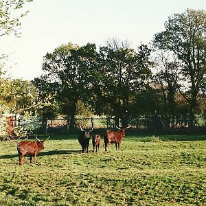 Ankole paddock 6th November 1999