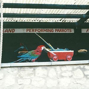 Parrot Show 6th November 1999