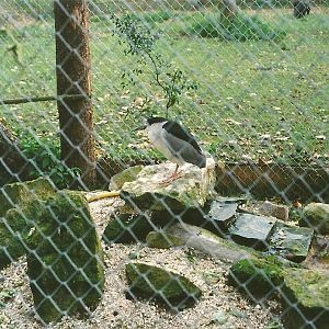 Night Heron and Silver Pheasant in new aviary 6th November 1999
