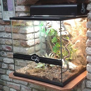 bird-eating spider enclosure