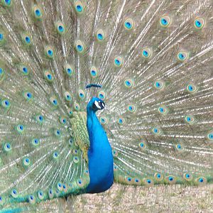 Indian Peafowl