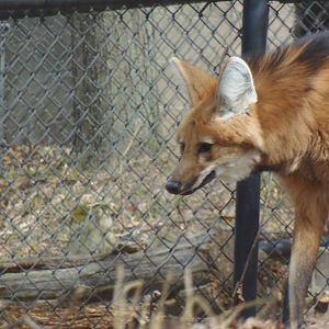 Maned Wolf