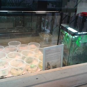 raising tadpods of dart frogs