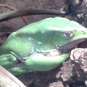 giant leaf frog
