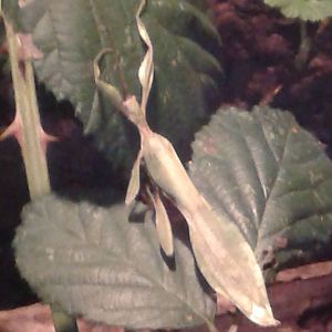 walking leaf Phyllium siccifolium