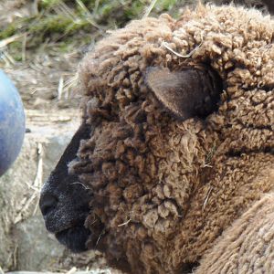 New England Farmyard- Sheep
