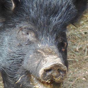 New England Farmyard- Guinea Hog