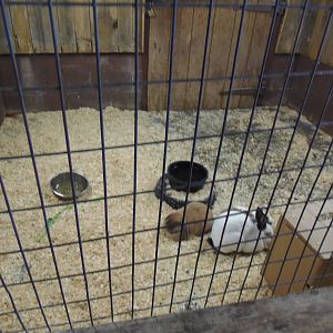 New England Farmyard- Domestic Rabbit Exhibit