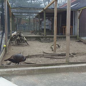 New England Farmyard- Domestic Turkey Exhibit