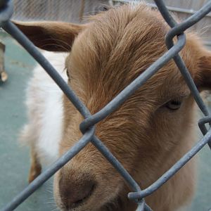 New England Farmyard- Do You Have Food for Me?