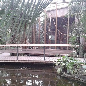 enclosure common tamarins