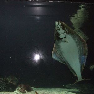 Akvariet Bergen 10.08.2010