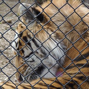 Predators- Viktor Grooming