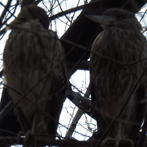 Alligator Alley- Black-Crowned Night Heron Juveniles