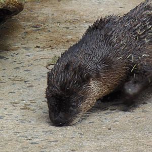 Alligator Alley- North American River Otter