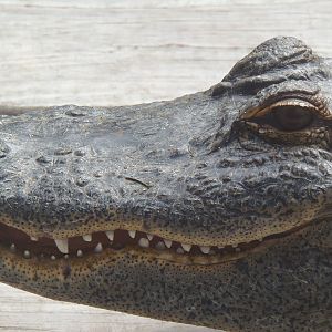 Alligator Alley- Gator Face