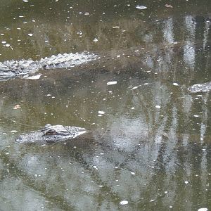 Alligator Alley- Trio of Gators