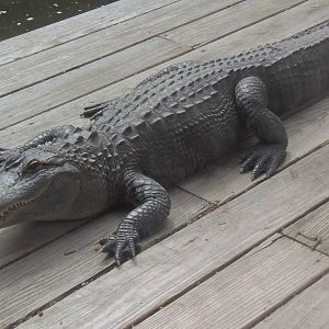 Alligator Alley- American Alligator