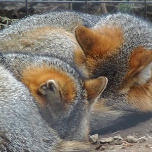 Alligator Alley- Gray Foxes Snuggling