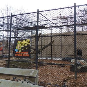 Predators- Upcoming Amur Leopard Exhibit #1