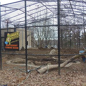 Predators- Upcoming Amur Leopard Exhibit #2