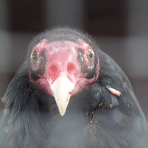 North American Plains- Turkey Vulture