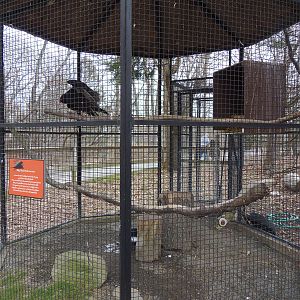 North American Plains- Turkey Vulture Exhibit