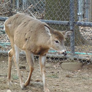 North American Plains- White-Tailed Deer