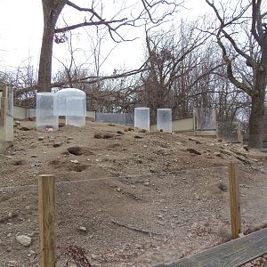 North American Plains- Black-Tailed Prairie Dog Exhibit