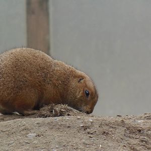 North American Plains- Prairie Dog