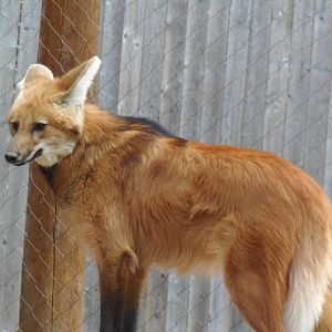 Maned Wolf