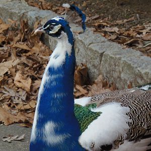 Piebald Indian Peafowl