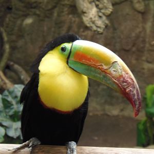South American Rainforest- Inquisitive Toucan