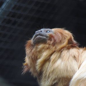 South American Rainforest- Golden-Lion Tamarin