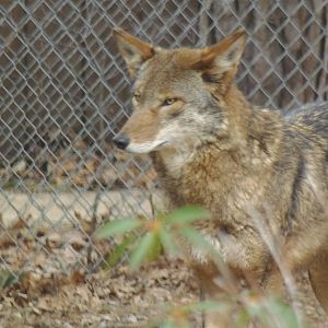 WOLF- Red Wolf