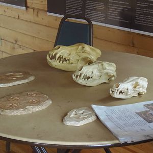 WOLF: The Three Large Canids of North America Presentation