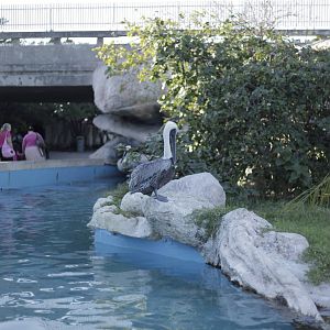 Acuario Nacional de Cuba - Brown Pelican
