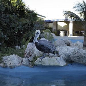 Acuario Nacional de Cuba